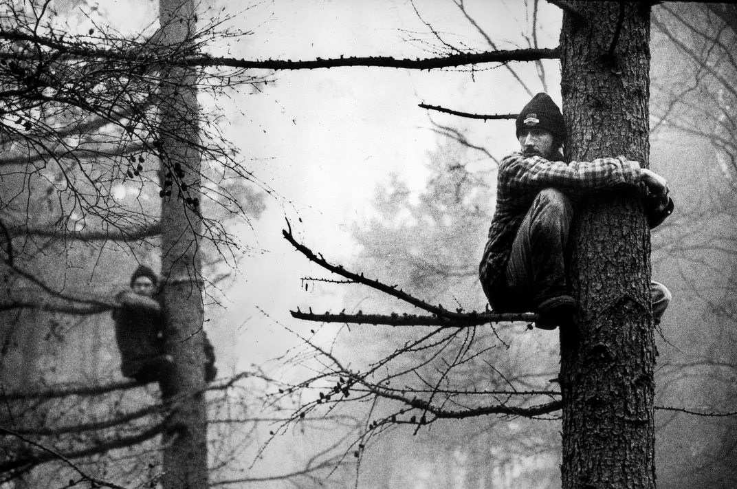 trees